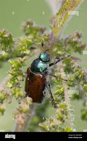 Attēlu rezultāti vaicājumam “Phyllopertha horticola”