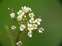 Attēlu rezultāti vaicājumam “Capsella bursa-pastoris flower”