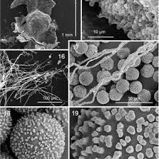 Attēlu rezultāti vaicājumam “Diderma cinereum spores”