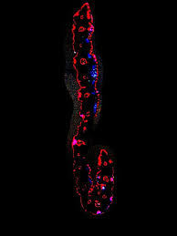 Attēlu rezultāti vaicājumam “Blysmus compressus leaf”