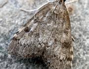 Attēlu rezultāti vaicājumam “Udea prunalis”