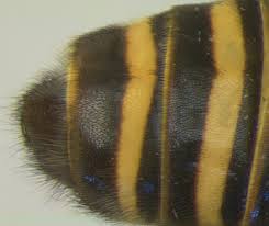 Attēlu rezultāti vaicājumam “Sericomyia sp.”