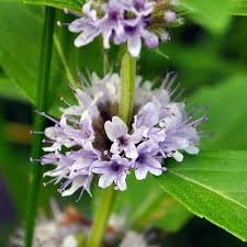 Attēlu rezultāti vaicājumam “Mentha arvensis flower”