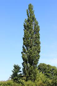 Attēlu rezultāti vaicājumam “Populus nigra Italica”