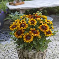 Image result for Rudbeckia