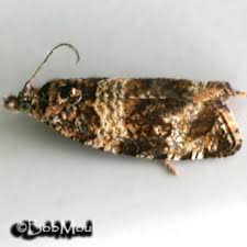 Attēlu rezultāti vaicājumam “Orthotaenia undulana”