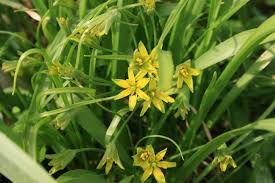 Attēlu rezultāti vaicājumam “Gagea lutea flower”