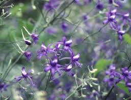 Image result for Consolida regalis