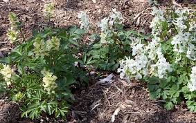 Attēlu rezultāti vaicājumam “Corydalis cava flower”