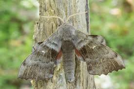 Attēlu rezultāti vaicājumam “Laothoe populi imago”