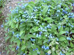 Image result for Omphalodes verna