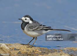 Attēlu rezultāti vaicājumam “Motacilla alba adult”