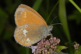 Attēlu rezultāti vaicājumam “Coenonympha glycerion underside”