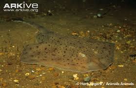 Image result for Leucoraja erinaceus