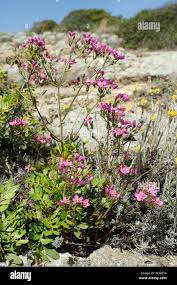 Attēlu rezultāti vaicājumam “Centaurium erythraea flower”
