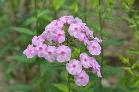 Image result for Phlox paniculata `Bright Eyes`