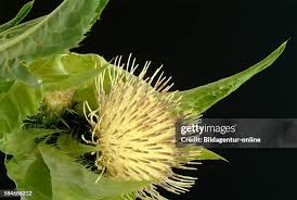 Attēlu rezultāti vaicājumam “Cirsium oleraceum flower”
