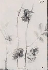 Attēlu rezultāti vaicājumam “Diplolepis bicolor”