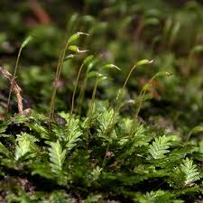 Attēlu rezultāti vaicājumam “Fissidens”