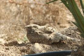 Image result for Caprimulgus aegyptius