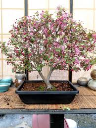 Attēlu rezultāti vaicājumam “Malus purpurea leaf”