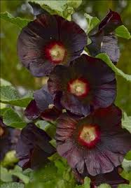 Image result for Alcea rosea nigra