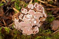 Attēlu rezultāti vaicājumam “Agathomyia wankowiczii”