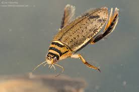 Attēlu rezultāti vaicājumam “Acilius sulcatus female”