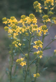 Attēlu rezultāti vaicājumam “Barbarea vulgaris subsp. arcuata flower”
