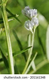 Attēlu rezultāti vaicājumam “Vicia hirsuta flower”