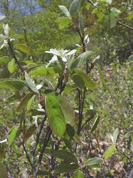Attēlu rezultāti vaicājumam “Amelanchier spicata”