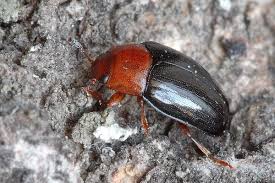 Attēlu rezultāti vaicājumam “Triplax russica”