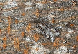 Attēlu rezultāti vaicājumam “Semioscopis oculella”