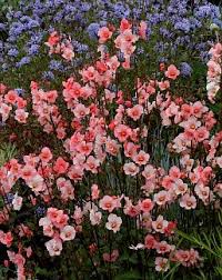 Image result for Alonsoa linearis