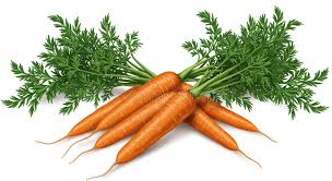 Attēlu rezultāti vaicājumam “Daucus carota subsp. carota leaf”