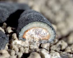 Attēlu rezultāti vaicājumam “Mycoblastus sanguinarius”