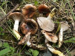 Attēlu rezultāti vaicājumam “Gomphidius roseus”