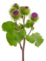 Attēlu rezultāti vaicājumam “Arctium lappa”