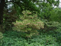 Attēlu rezultāti vaicājumam “Enkianthus chinensis leaf”