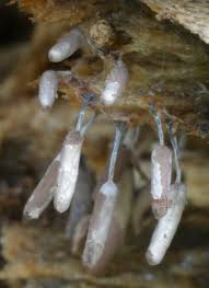 Attēlu rezultāti vaicājumam “Stemonitopsis hyperopta”