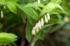 Attēlu rezultāti vaicājumam “Polygonatum odoratum flower”