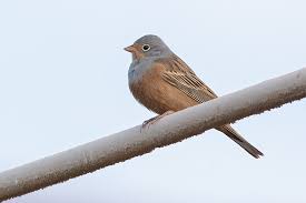 Image result for Emberiza caesia