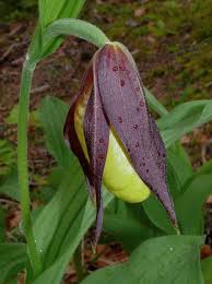 Attēlu rezultāti vaicājumam “Cypripedium calceolus”
