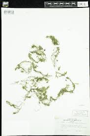 Attēlu rezultāti vaicājumam “Callitriche hermaphroditica”