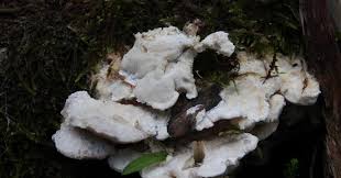 Attēlu rezultāti vaicājumam “Postia stiptica”