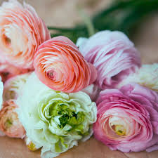 Attēlu rezultāti vaicājumam “Ranunculus elatior flower”