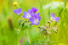 Attēlu rezultāti vaicājumam “Geranium sylvaticum flower”