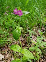 Image result for Silene dioica