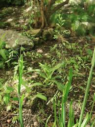 Attēlu rezultāti vaicājumam “Poa remota”