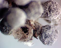 Attēlu rezultāti vaicājumam “Claustria didermoides spores”